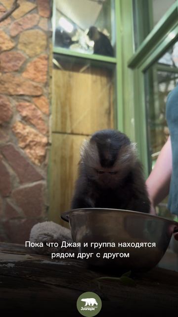 Как вандеру Джая общается с сородичами?💭