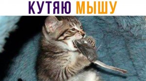 КУТЯЮ МЫШУ)) Приколы