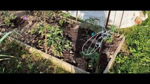Купили худые вкладыши 😠Что взошло в огороде.03-06-2026