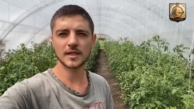 Подкормка томатов.