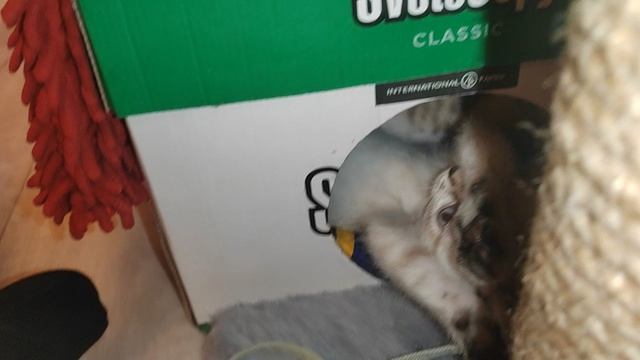 Про и Си осваивают котодом (котодом 1)