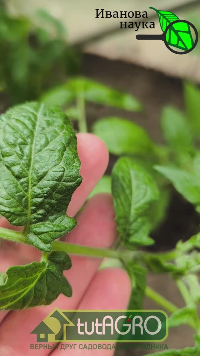 ⚠️ Листья томатов, огурцов крутятся, желтеют и сохнут. Что делать? 🍅Чего не хватает томатам? смотреть онлайн