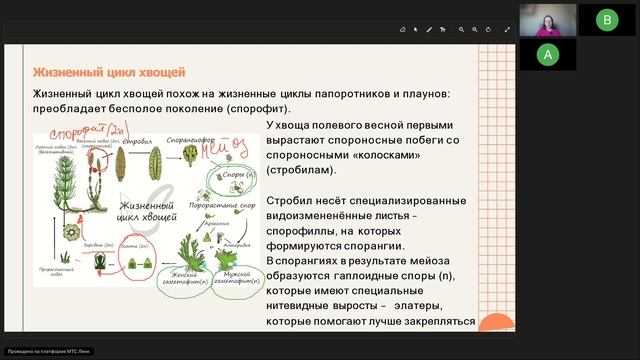 Споровые (мхи, хвощи, плауны, папоротники)