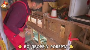 Содержание кур в домашних условиях и других птиц во дворе у Роберта 🐣🐤🦆🐔🪿🦃 (513)