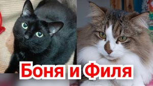Кот Филя и кошка Боня.