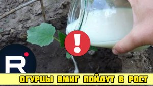 ВИТАМИННАЯ БОМБА ОГУРЦЫ ПОЙДУТ В РОСТ