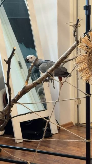 03-06-2026. Попугай 🦜 Жако. смотреть онлайн