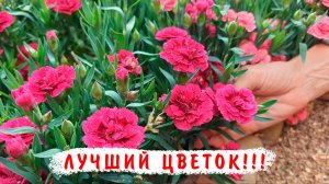 Самый выносливый, самый яркий цветок сезона. Гвоздика карликовая