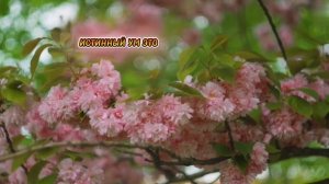 Я восхищаюсь людьми,которые...