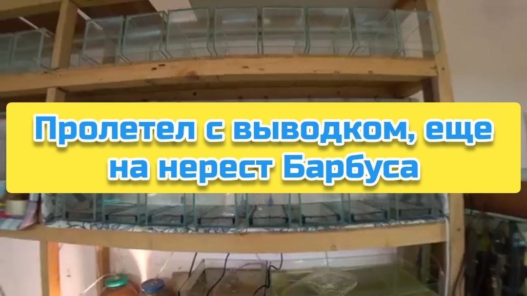 Пролетел с выводком, еще на нерест Барбуса смотреть онлайн