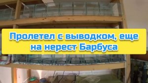 Пролетел с выводком, еще на нерест Барбуса