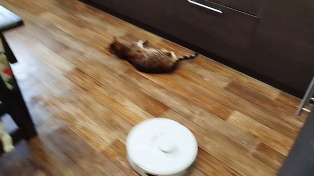 «Дружба с препятствиями: бенгал и его шумный приятель»Bengali man and his noisy buddy