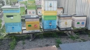 2 июня на пасеки после дождей.