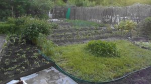 ПЕРВЫЙ ДЕНЬ ЛЕТА