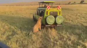 Самые Неожиданные Встречи с Дикими Кошками, Снятые на Камеру