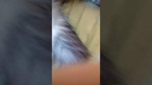 всё о моей кошки Буси