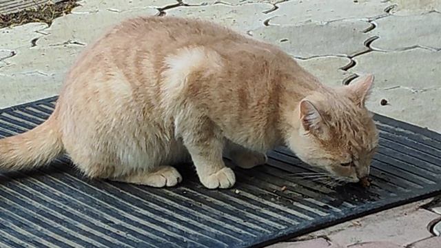 1000036743.mp4 смотреть онлайн