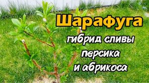 Шарафуга. Гибрид сливы, персика и абрикоса.