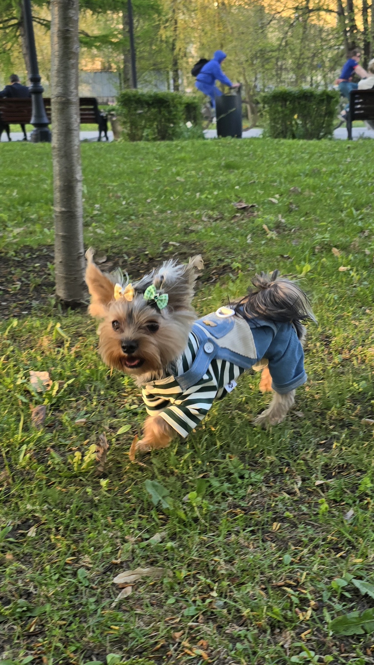🎉Плюшке сегодня годик 🐶1️⃣🎂