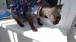 МОЯ КИСКА ИРИСКА.СФИНКС😻😻