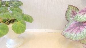 Излишки бегоний на 3 06 26г