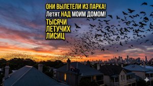 Небо потемнело! Тысячи летучих лисиц заполонили Сидней 🦇