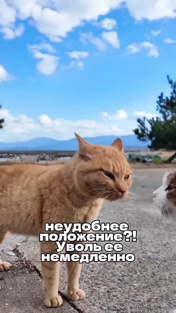 Давай устроим скандал!😂😂