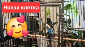 Карлуша теперь в новой клетке
