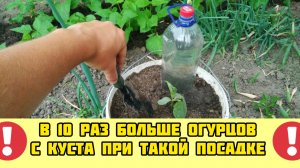 В 10 раз больше ОГУРЦОВ с куста при таком выращивании