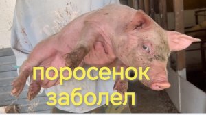 Свиноводство ошибок не прощает ‼️ Прозевал - получил проблему. 03-06-2026