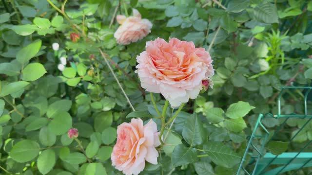 Абрахам Дерби🌸 3 июня 26г🌸 смотреть онлайн