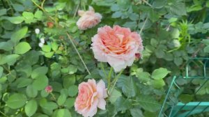 Абрахам Дерби🌸 3 июня 26г🌸