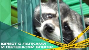 Спасенного енота Нотку посетили опекуны из южноуральского нотариата