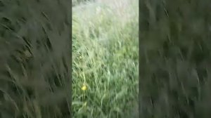 банька