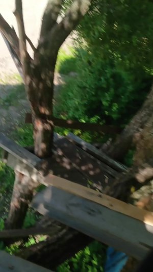 дерево с интернетом