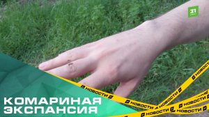 Комариная экспансия. Южноуральцы жалуются на аномальное нашествие кровососущих