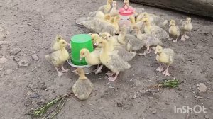 ГУСИ ЛЕБЕДИ