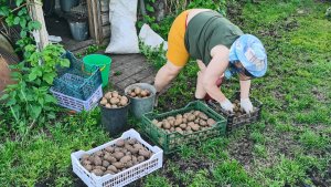 Вспахали огород и начали садить картошку 3 июня высаживаю огурцы и дыни.