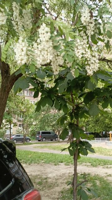 Цветущее дерево смотреть онлайн