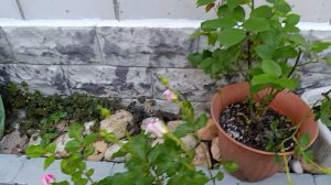 Пора собачкам ужинать