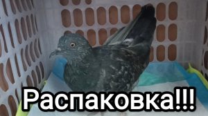 03-06-2026. Распаковка!!! / Племянники уехали.
