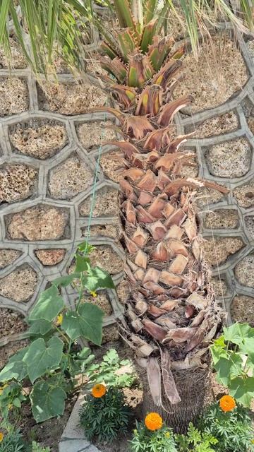 ОГУРЦЫ НА ПАЛЬМЕ!🌴