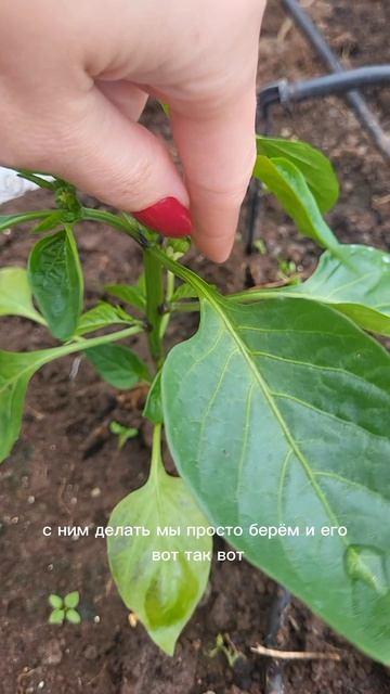 Обязательно сделайте это с коренным цветком на перцем