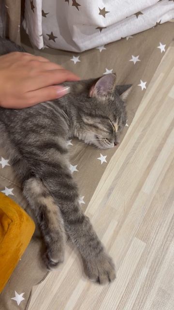 Милый котик 😺🐱