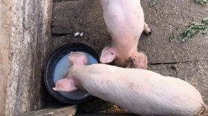 ХОТЕЛОСЬ СБЕЖАТЬ 🐷 ДЛЯ СЫрА.☘️