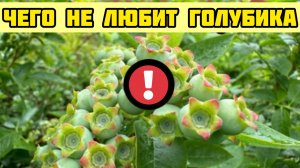 5 ОШИБОК при выращивании голубики. Чего не любит голубика
