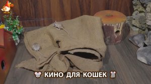 Видео для кошек про крысок развлекать питомцев 🐭🐀😂 (548)
