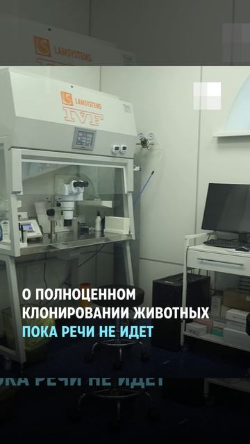 Суррогатные котята смотреть онлайн