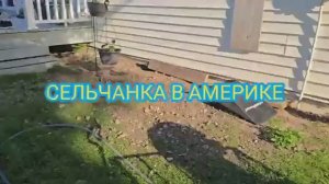 Сельчанка в Америке ЖИЗНЬ В АМЕРИКЕ ПРЕКРАСНА