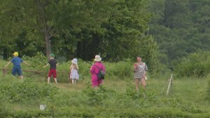 В Лазаревском районе Сочи развивают этно- и агротуризм